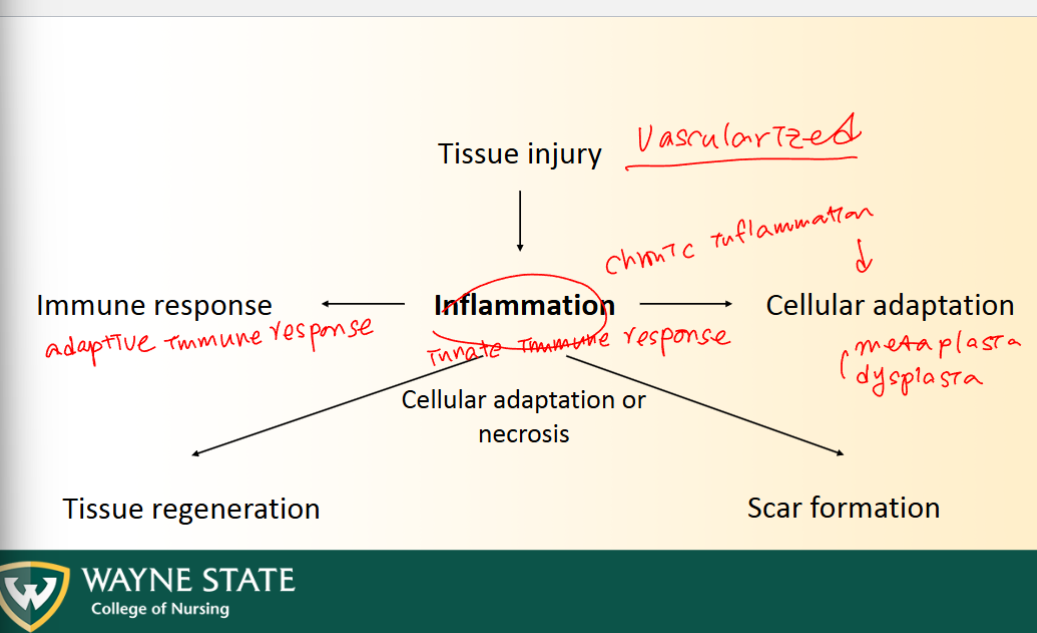 <p>Inflammation (Innate immune response) lead to:</p><ol><li><p>Immune response (adaptive immune response)</p></li><li><p>Tissue regeneration </p></li><li><p>Scar formation</p></li><li><p>Cellular adaptation (As a result of chronic inflammation)</p></li></ol><p></p>