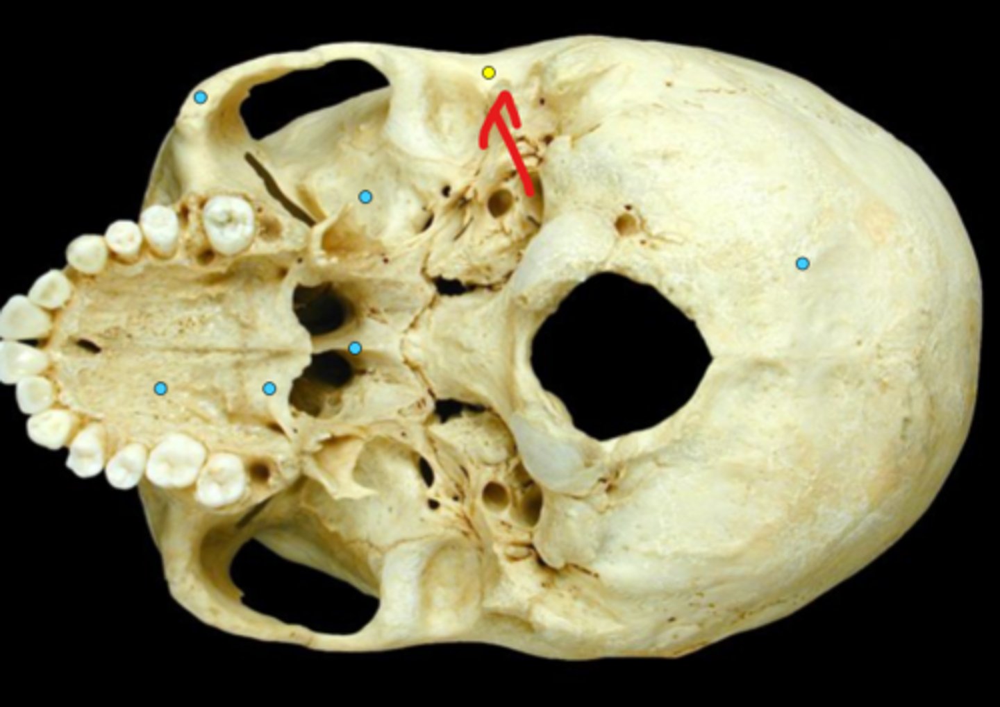 knowt flashcard image