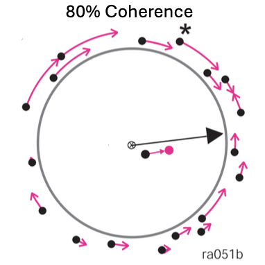 <p>What occurs with microstimulation and 80% coherence?</p>