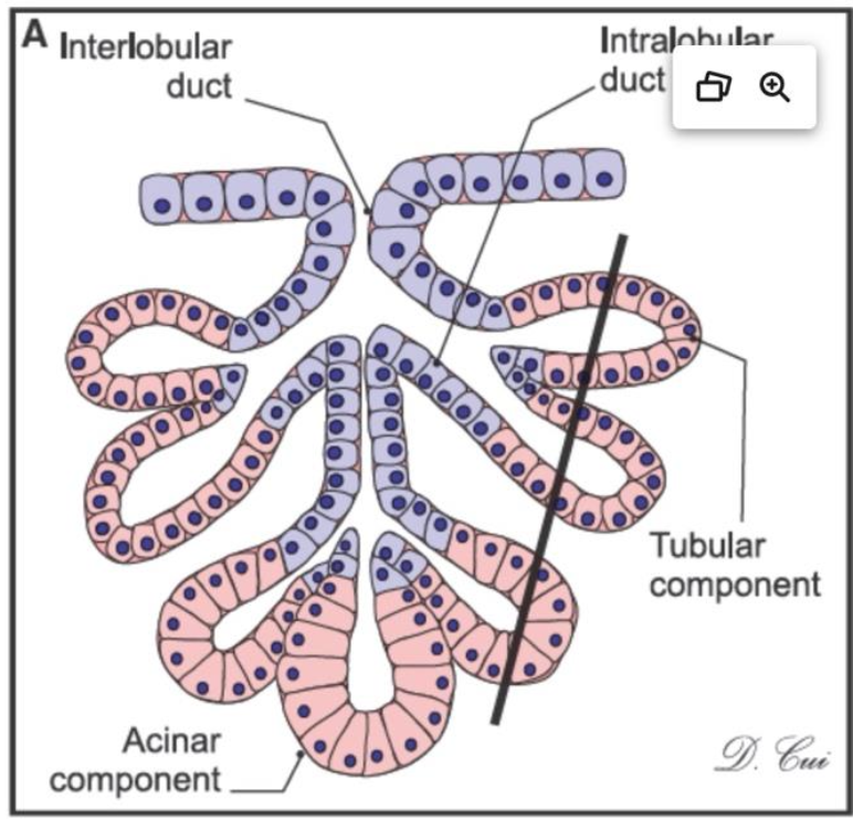<p>what kind of gland is this and where can you find it?</p>