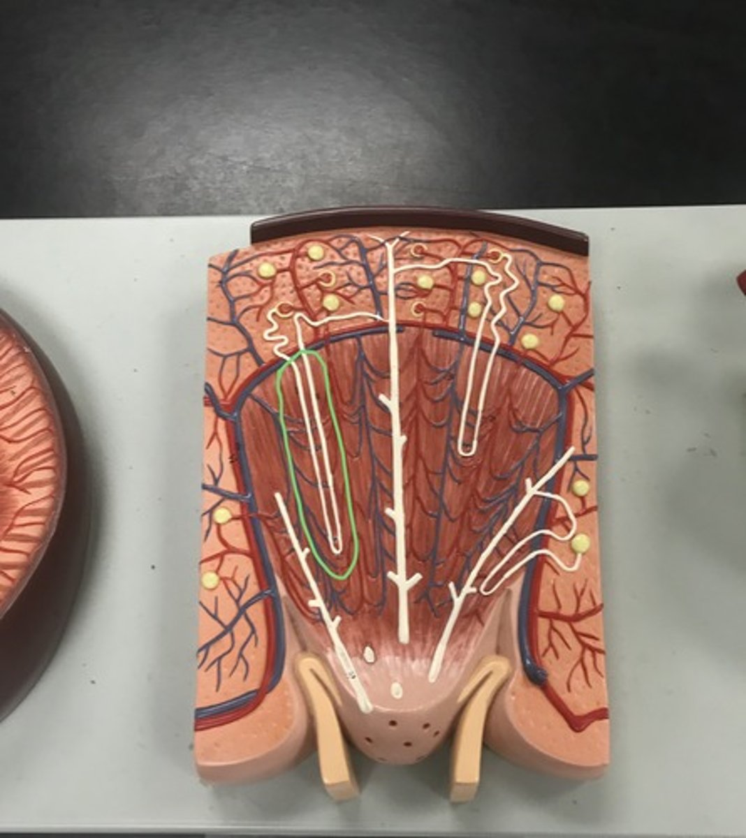 <p>Label the circled structure</p>