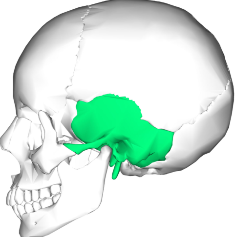 <p>What bone is this?</p>