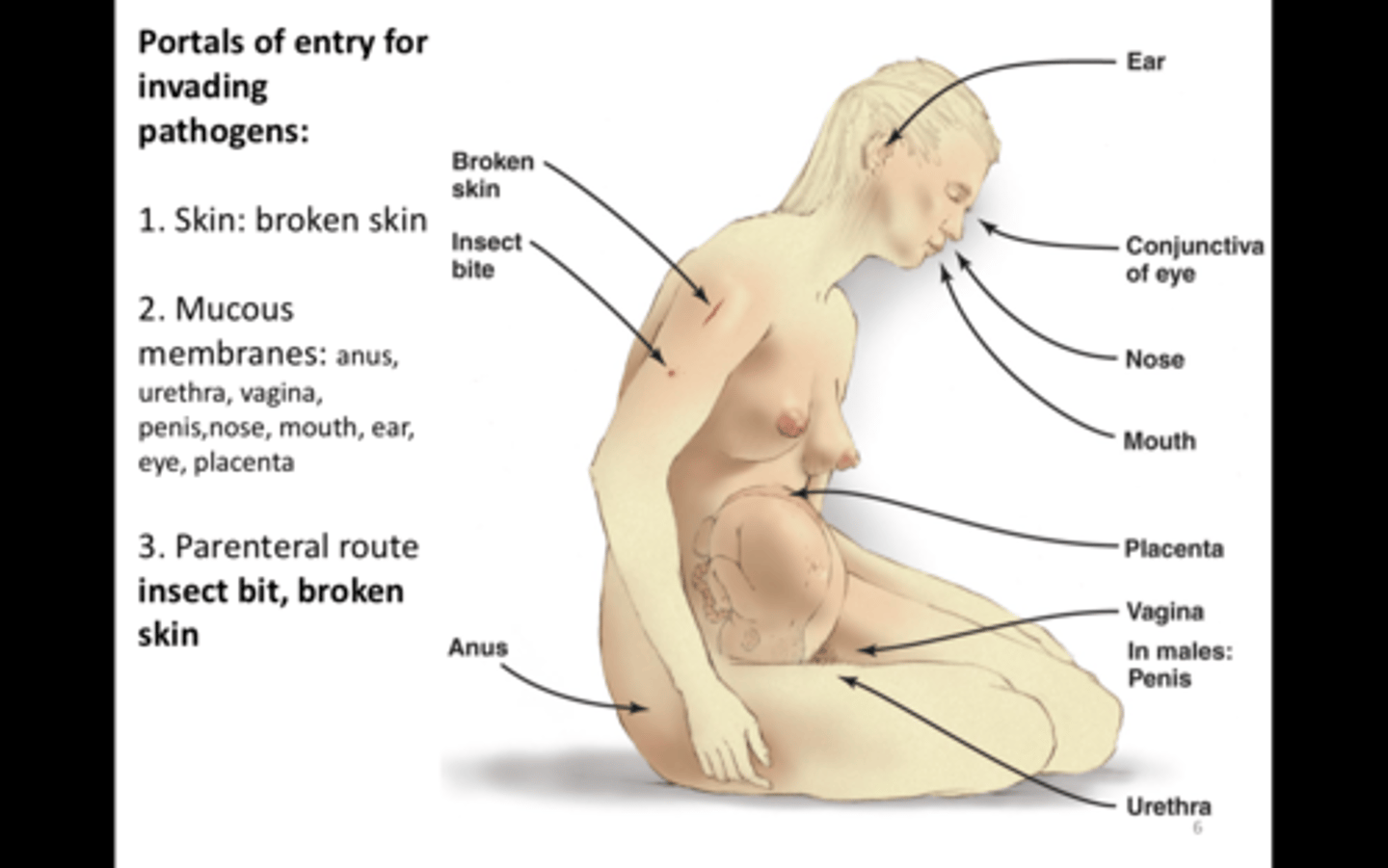<ul><li><p>skin (wounds)</p></li><li><p>mucus membrane (respiratory, eyes, genital, gastrointestinal)</p></li><li><p>parenteral (penetration)</p></li></ul><p></p>
