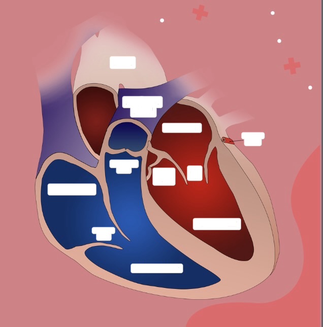 <p>Identify the Right Atrium </p>