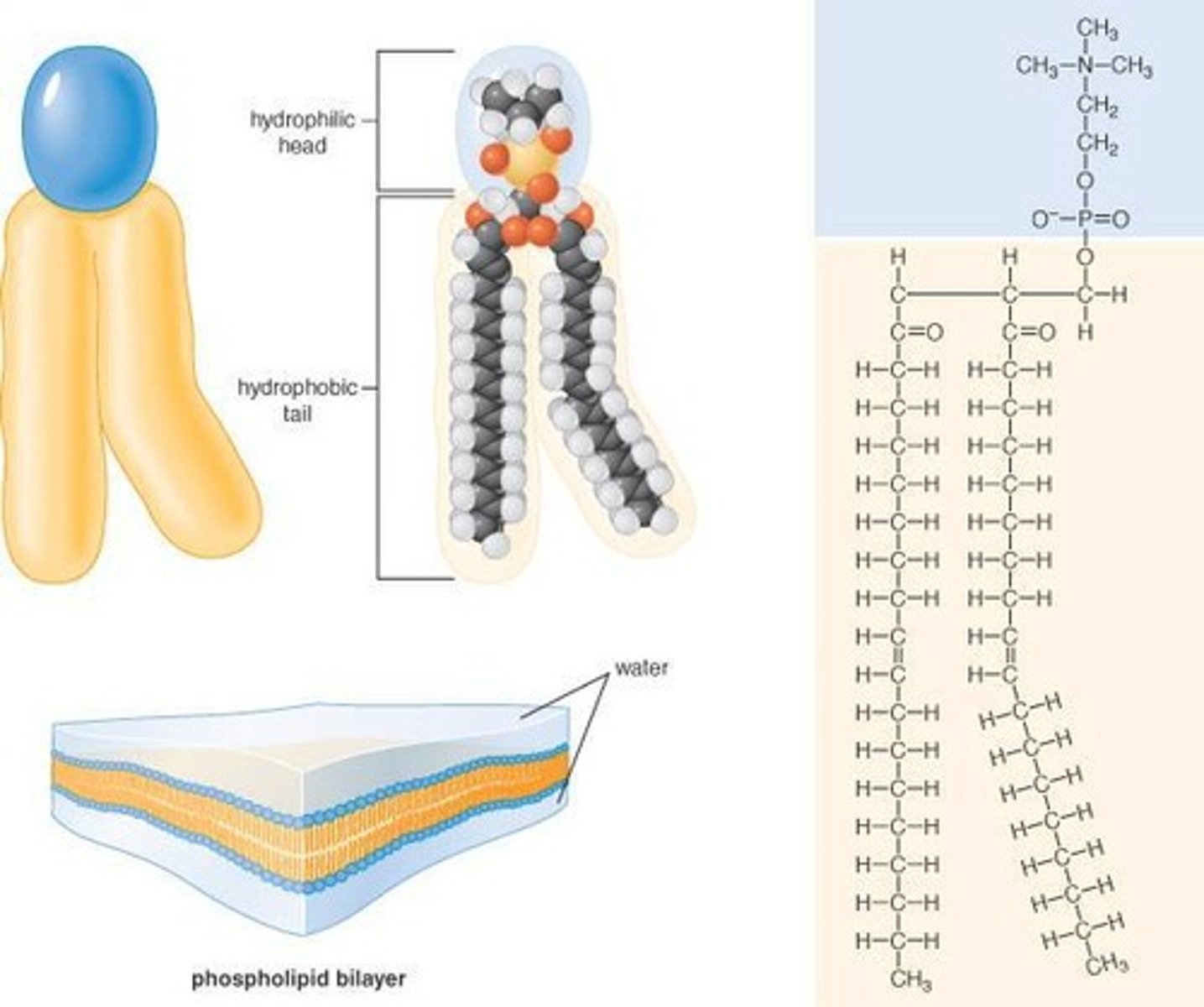 <p>Lipids that make up cell membranes, forming a bilayer with hydrophobic fatty acid tails and hydrophilic glycerol heads.</p>