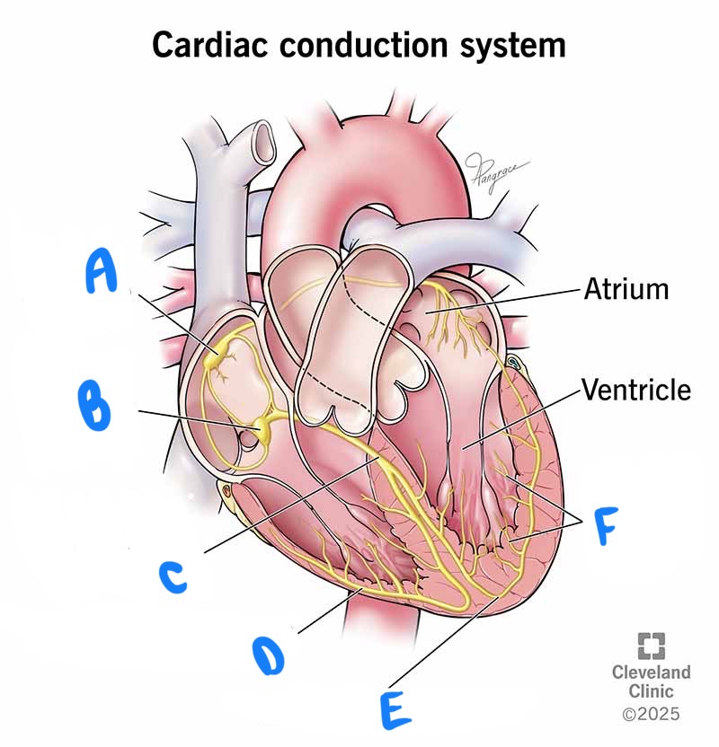 <p>Intrinsic conduction system: A</p>