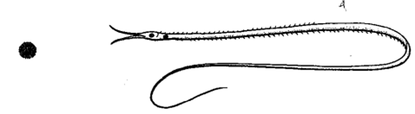<p>thread-like</p>