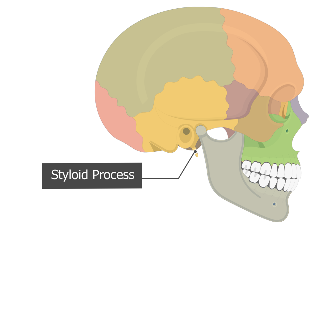 <p>[BONES TO KNOW; projection] it is an attachment point for two ligaments and three muscles that move the pharynx and larynx during the swallowing process.</p>
