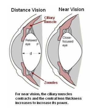 <p>process of adjusting the lens thickness to allow for vision at near and far distances. </p><ul><li><p>Ciliary muscles contracts and removes the  tension on suspensory ligaments. </p></li></ul><p></p>