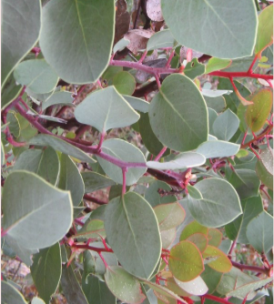 <p>Order:</p><p>Family:</p><p>Genus:</p><p>Species:</p>