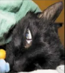 <p>What stage/plane of anesthesia is this? The patient's eyeballs start to rotate ventrally. Pupils may become partially constricted. The animal is not deep enough for surgical procedures</p>