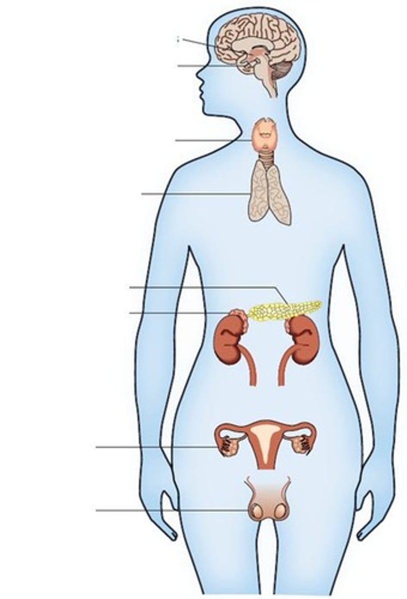 <p>Controls specific functions of the human body by the use of chemical substances called Hormones produced in various endocrine glands.</p>