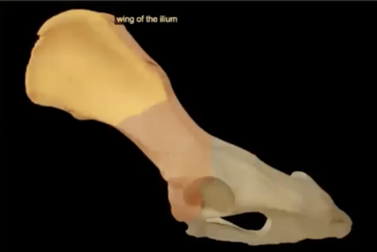 <p>the upper flaring portion of the ilium that looks like a fan</p>