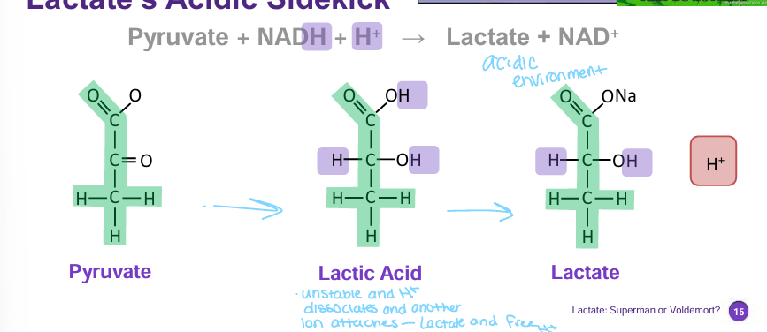 <p>H +</p>