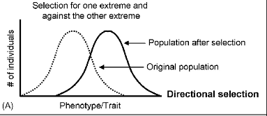 <p>Directional Selection</p>