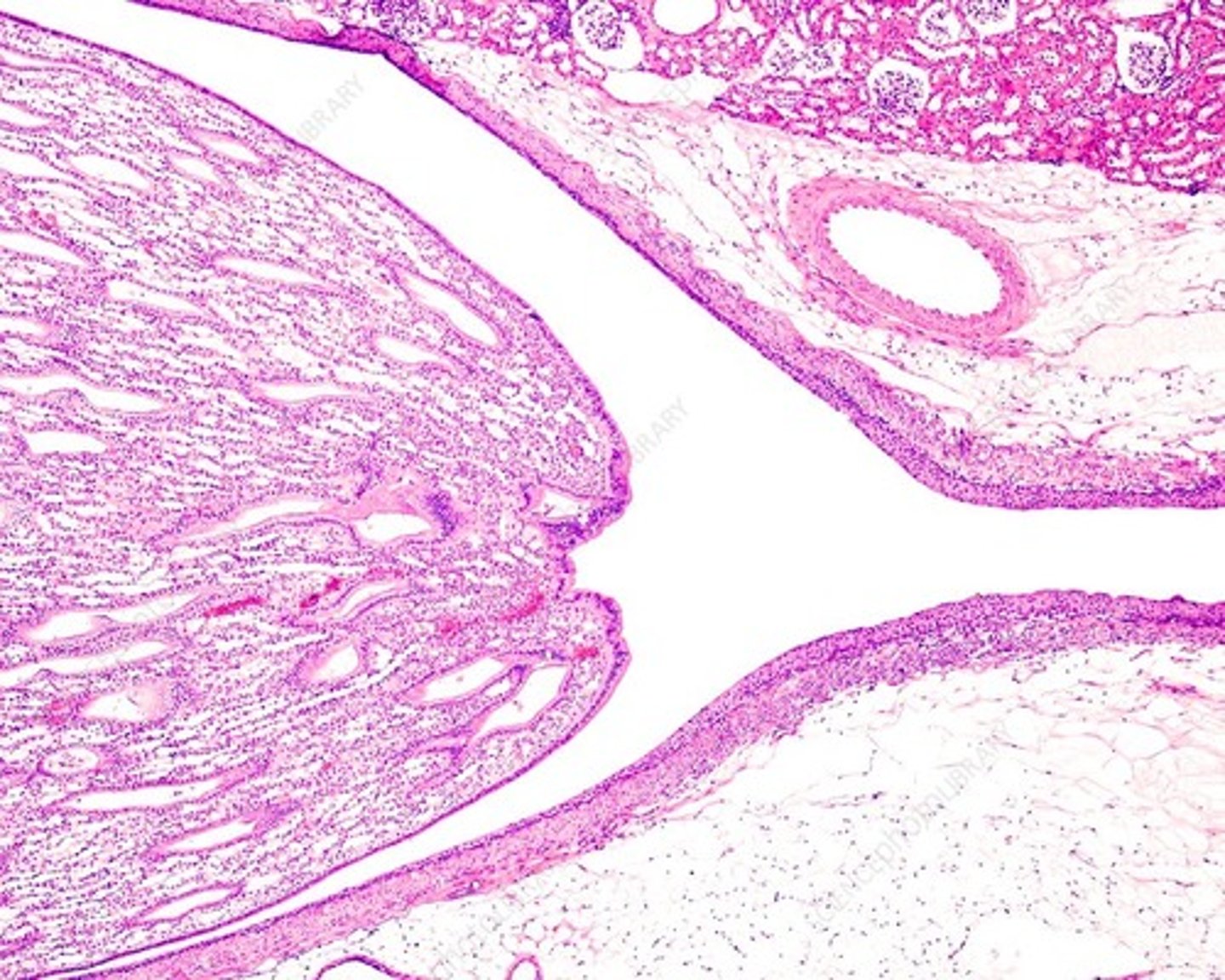 <p>Identify this urinary system structure.</p>