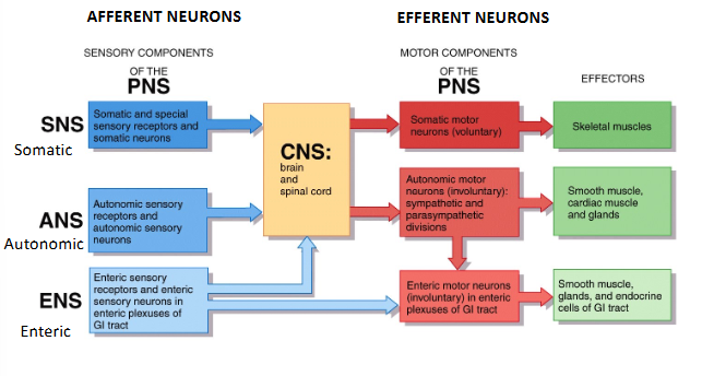 <p><strong>Sensory Components of the PNS</strong> (sensory receptors and neurons of the SNS, ANS, ENS) → <strong>CNS </strong>→ <strong>Motor Components of the PNS </strong>(motor neurons) → <strong>Effectors </strong>(muscles, glands)</p>