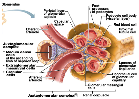 <ul><li><p>1 of the cellular modifications at Juxtaglomerular complex</p></li><li><p>chemoreceptor cells</p></li><li><p>Function: Monitor NaCl content of filtrate entering distal convoluted tubule</p></li></ul><p></p>