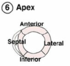 <p>Apex or bottom</p>