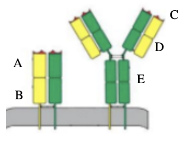 <p>14. Which of the letters in the diagram at the right refers to</p><p class="p1">the variable region of a T cell receptor (TCR)?</p><p class="p1">A. A</p><p class="p1">B. B&nbsp;</p><p class="p1">C. C&nbsp;</p><p class="p1">D. D&nbsp;</p><p class="p1">E. E</p>