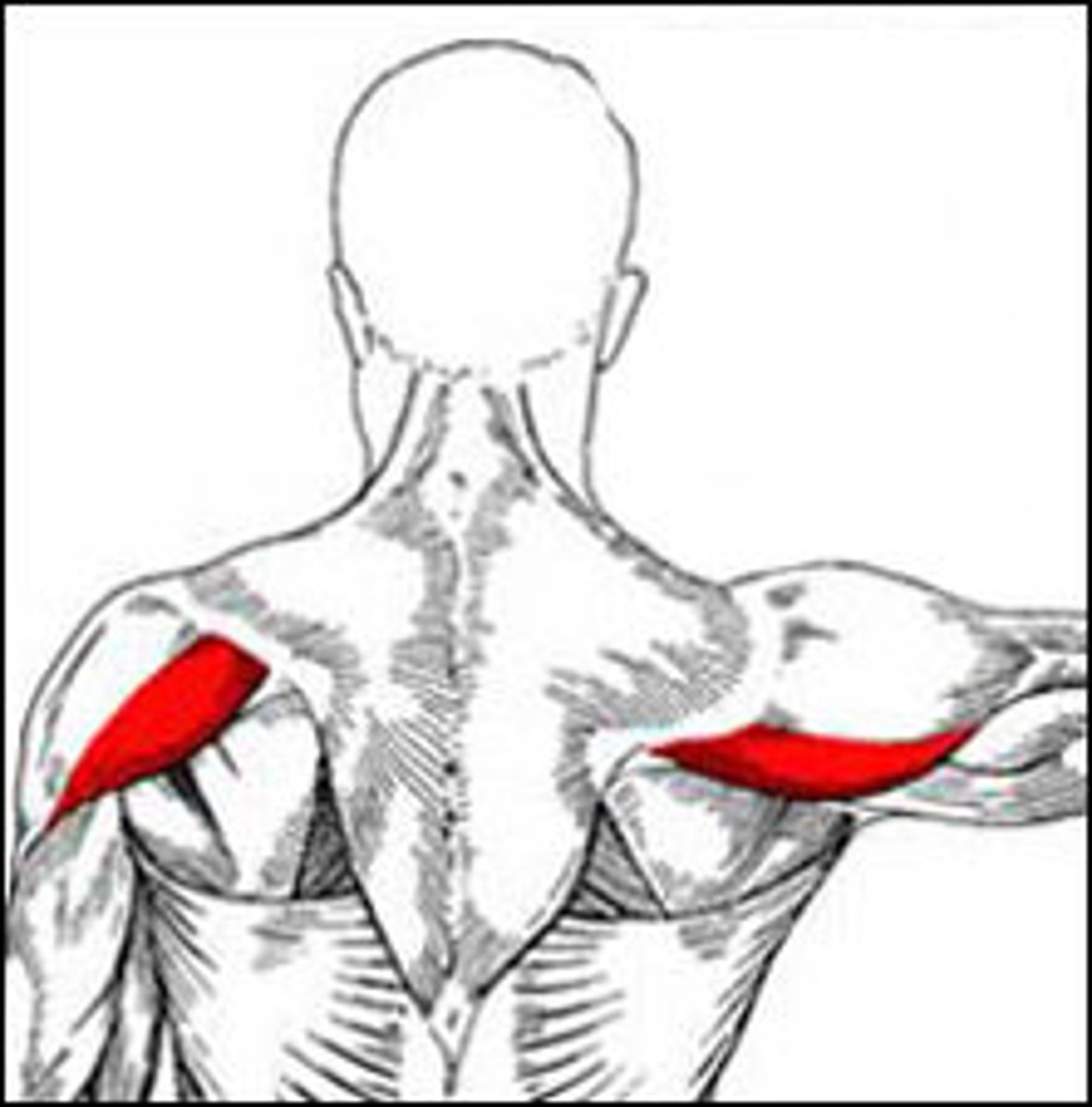 <p>attaches to spine of scapula</p>