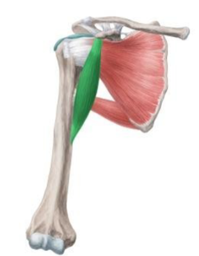 <p><span>Oorsprong: Processus coracoideus</span><span><br></span><span>Aanhechting: verlengde van crista tuberculi minoris</span><span><br></span><span>Functie: Anteflexie en adductie van schoudergewricht</span></p><p><span>glenohumeraal<br></span></p>