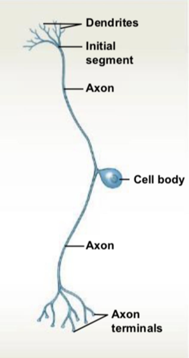 <p>most sensory (afferent) neurons (which transmit impulses toward CNS)</p>