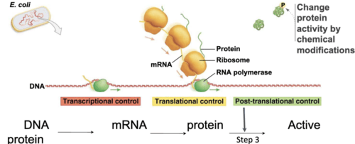 <p>-regulatory mechanisms that operate on the protein after synthesis and affect protein activity</p><p>-mechanisms that activate and inactivate a protein</p><p>-provides the most rapid response and only one step is needed to activate/inactivate an existing protein, but least efficient</p>
