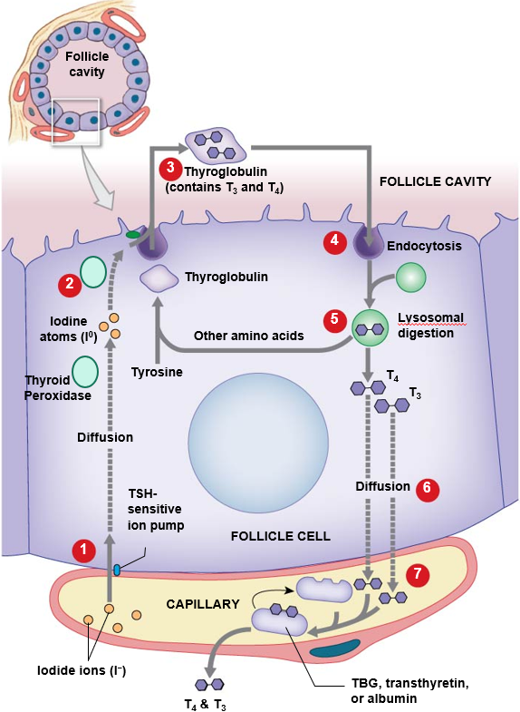 <ol><li><p>Iodide ions enter the follicle cell from the blood. This is controlled by a TSH-sensitive ion pump</p></li><li><p>Thyroid peroxidase oxidizes iodide (I<sup>-</sup>) into iodine (I<sup>0</sup>)</p></li><li><p>Iodine and thyroglobin enter colloid and iodine is bonded to tyrosines on thryoglobin</p></li><li><p>Thyroglobin is endocytosed from colloid</p></li><li><p>Thyroglobin is broken down in the lysosome. Other free amino acids are recycled</p></li><li><p>Released thyroid hormones (T<sub>3 </sub>and T<sub>4</sub>) diffuse across membrane into blood</p></li><li><p>Thyroid hormones bind to transport proteins</p></li></ol><p></p>