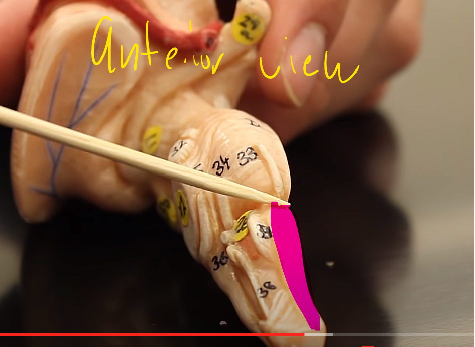 <p>brainstem organization pg.~458</p><p>what is this structure of the midbrain</p>