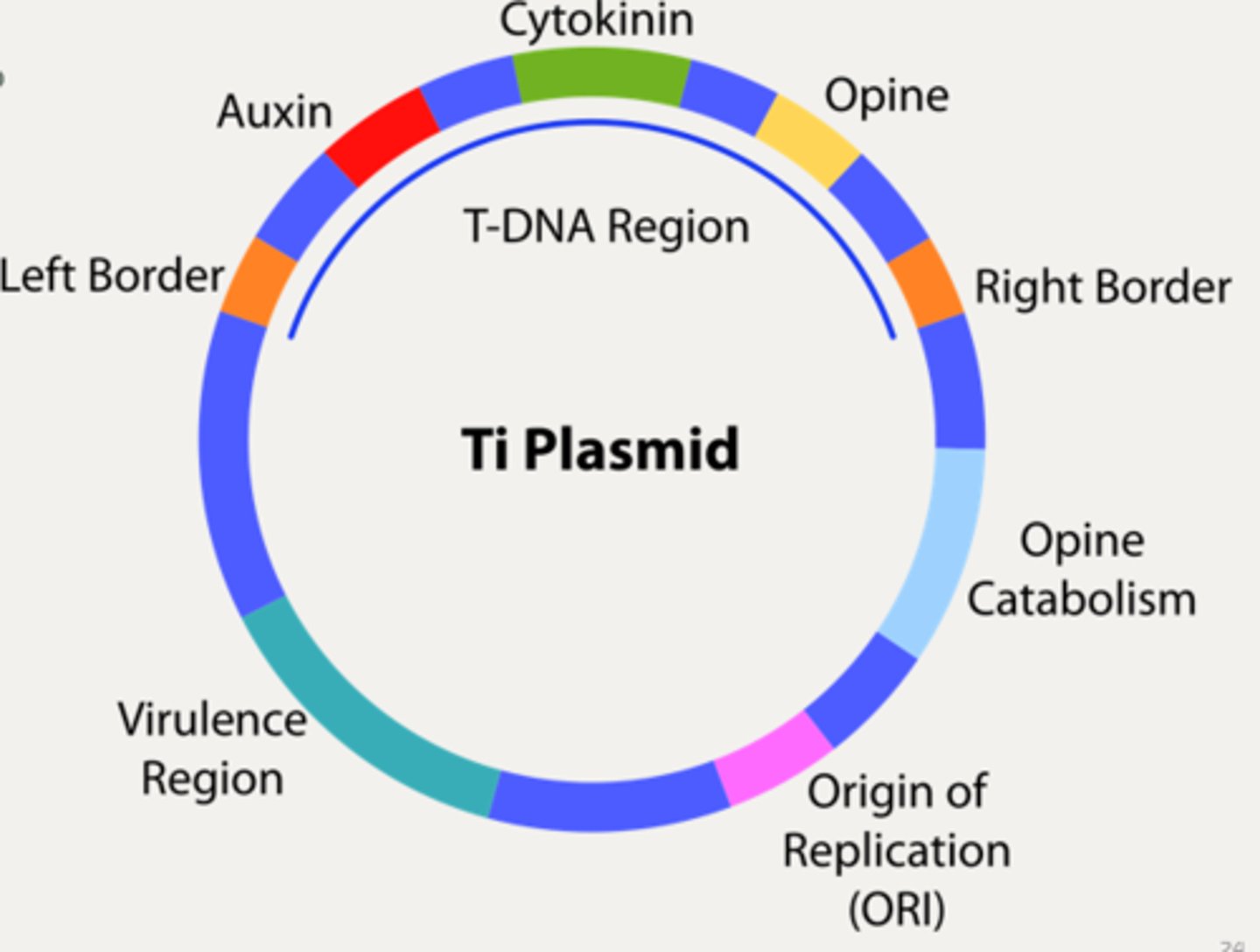 <p>They are synthesized by the plant to give the bacteria a source of Nitrogen and Carbon</p>