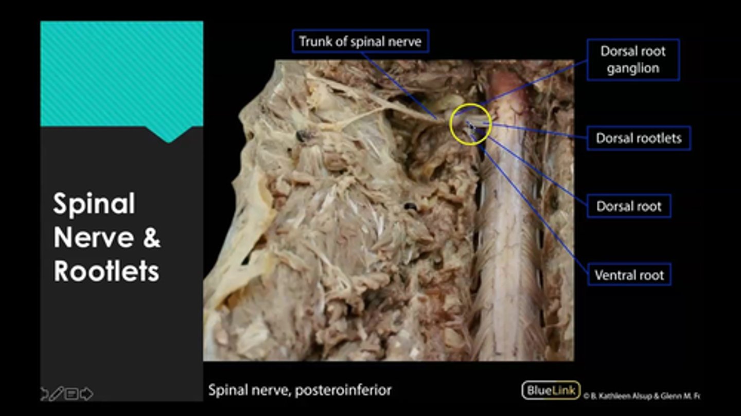 <p>posterior root </p>