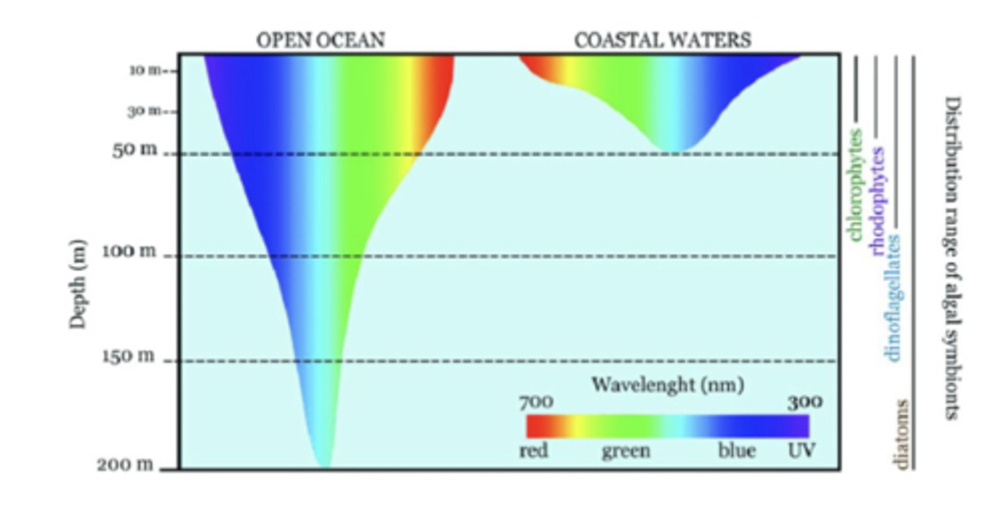 <p>Algae are diverse, simple, photosynthetic organisms that range from microscopic single cells to large, multicellular forms like seaweeds; they possess chlorophyll for photosynthesis but lack the complex structures of land plants, such as true roots, stems, and leaves</p><p>-different types of algae are adapted to diff light environments and have diff pigments that absorb light of specific wavelengths, corresponding to their depth as light penetration determines where photosynthesis can occur (i.e. chlorophytes absorb red + blue light at shallow depth, rhodophytes absorb blue-green light at mid-depths, dinoflagellates absorb blue/UV light at deep depths, and diatoms vary in preferred light and occupy almost all depth)</p>