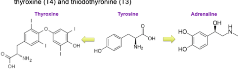 Include adrenaline, noradrenaline, dopamine and the thyroid hormones thyroxine (T4) and triiodothyronine (T3)


Whilst these hormones are all derived from tyrosine, they have very different properties.