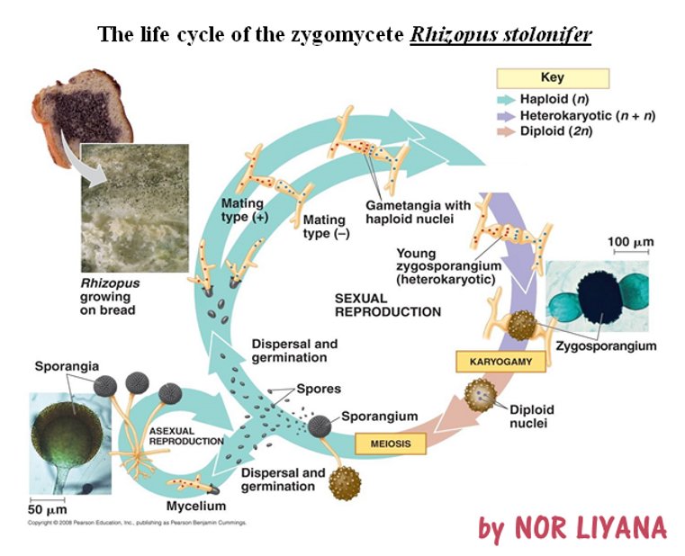 <ol><li><p>Two mating types: hyphaes meet to make bridge</p></li><li><p><strong>Gametangia</strong>: outgrowths of each hyphae have n nuclei</p></li><li><p>Gametangia fuse (<strong><em>plasmogamy</em></strong>) to make heterokaryotic <strong>zygosporangium</strong> = single cell w/ many n nuclei</p></li><li><p>Zygosporangium = becomes dormant until environment better; then nuclei fuse to become 2n nuclei through <strong><em>karyogamy</em></strong></p></li><li><p>2n nuclei —> divide by <strong><em>meiosis</em></strong></p></li><li><p>zygosporangium germinates + makes <strong>sporangium</strong> that release genetically different <strong>spores</strong>, which will make new hyphae</p></li></ol><p></p>