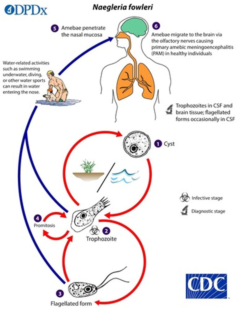 <p>rare, almost always fatal brain infection caused by Naegleria fowleri (the "brain-eating amoeba").</p><p>Entry: Via the nose from warm freshwater (>25°C).</p><p>Pathology: Migration through the olfactory nerve to the brain.</p>