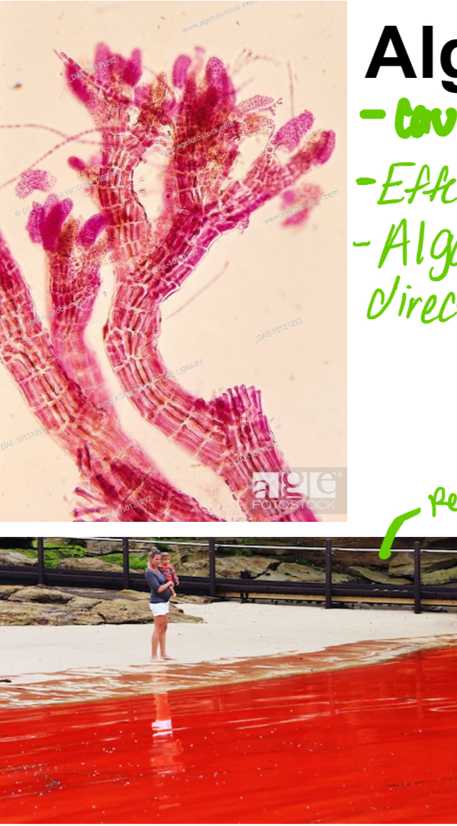 \-Caused by red algae

\-Effect human when they eat shellfish

\-Algae can indirectly cause disease, never directly cause disease