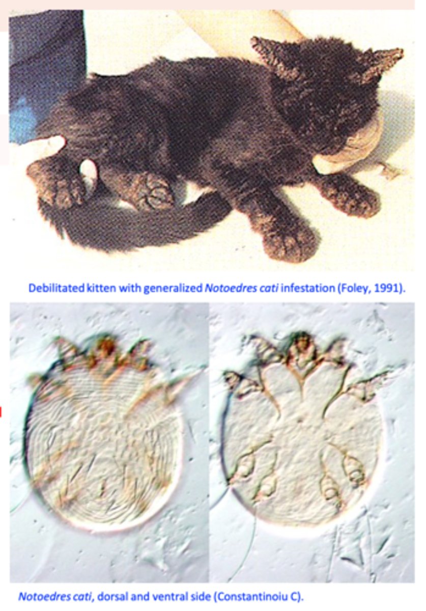 <p>Clinical signs and history;</p><p>Visualization of the parasites in the deep</p><p>skin scrapings:</p><p>Usually large numbers of mites are found in the scrapings of infested animals</p>