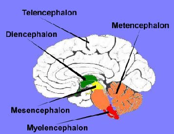 <p>Thalamus, Hypothalamus, Epithalamus</p><p>Middle Most Vesicle of the Brain</p><p>Tel, Di, Mes, Met, My</p>