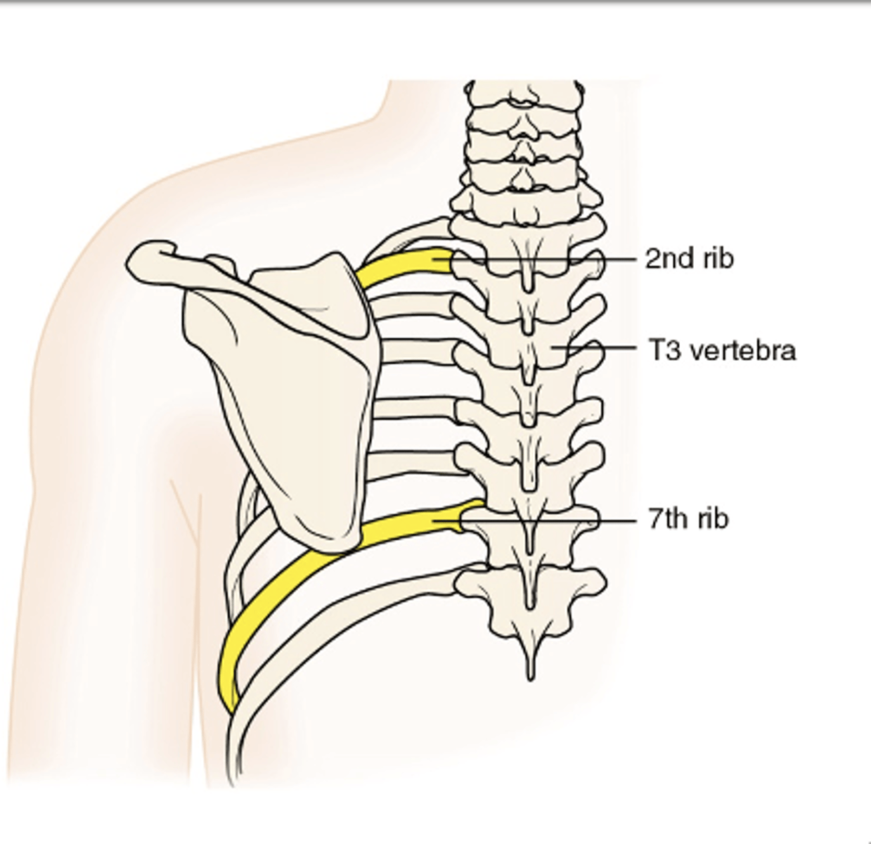<p>- located between the 2nd and 7th ribs</p><p>- vertebral boarder approximately 2-3 inches lateral of the spinous processes</p>