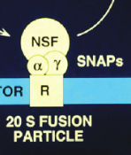 <p>NSF ATPase + SNAP proteins + SNARE complex&nbsp;</p>