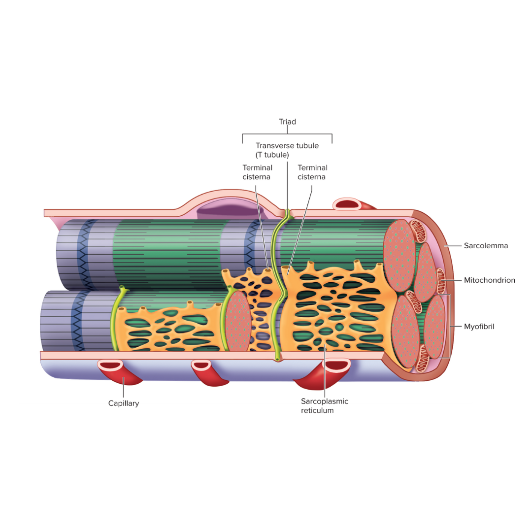 <p><strong>9.3: Skeletal Muscle Anatomy: Fibers </strong><span data-name="high_voltage" data-type="emoji">⚡</span></p><p>The plasma membrane of a muscle fiber; an electrical component</p>