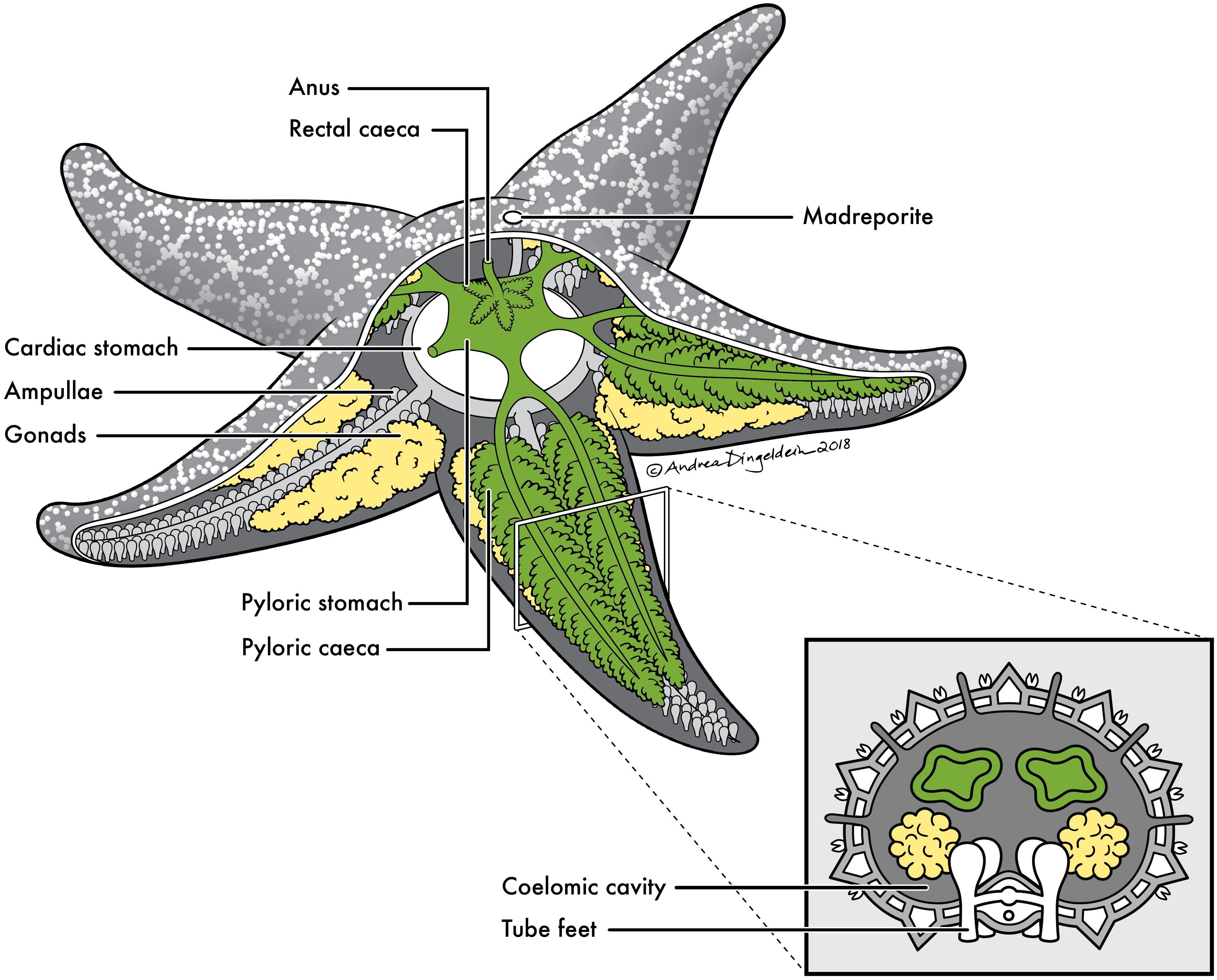 <p><br>Species. Pati-ria Mini-ata<br>Bat Star<br>- tube feet eith suckers<br>- has anus</p>