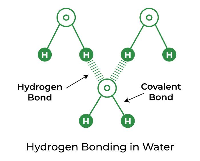 <p>Hydrogen Bonding</p>