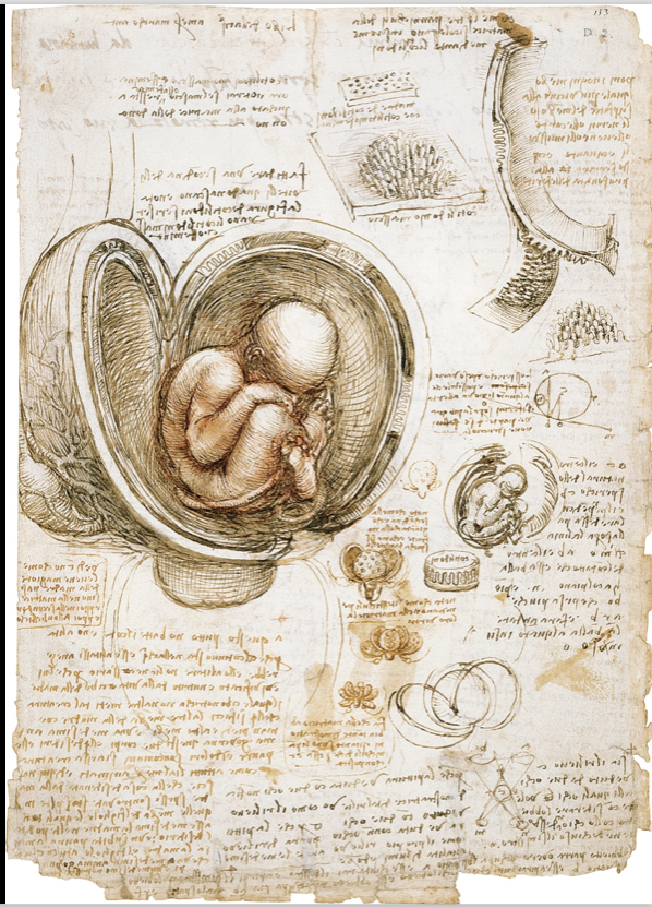 The Fetus and Lining of the Uterus 