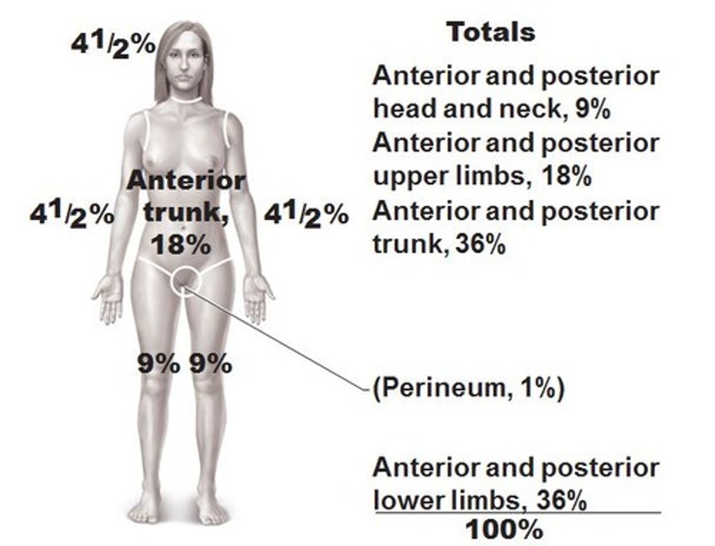 <p>used to estimate the volume of fluid lost in adult burn patients, divides the body into 11 areas, each accounting for 9% of the total body area.</p>