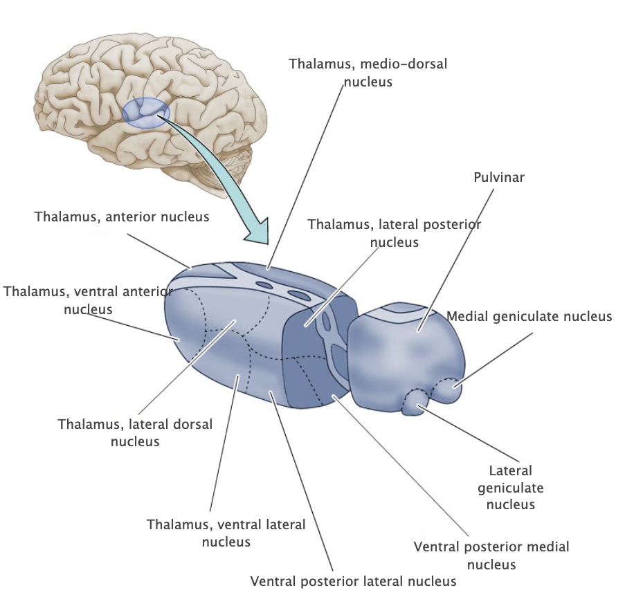 <p>Major division of the diencephalon comprising numerous nuclei that are heavily interconnected to the cerebral cortex. Major functional roles of the thalamus include relaying sensory information from brainstem and spinal cord regions to specific areas of the cerebral cortex, and relaying motor signals from the basal ganglia and cerebellum to the motor cortex.</p>