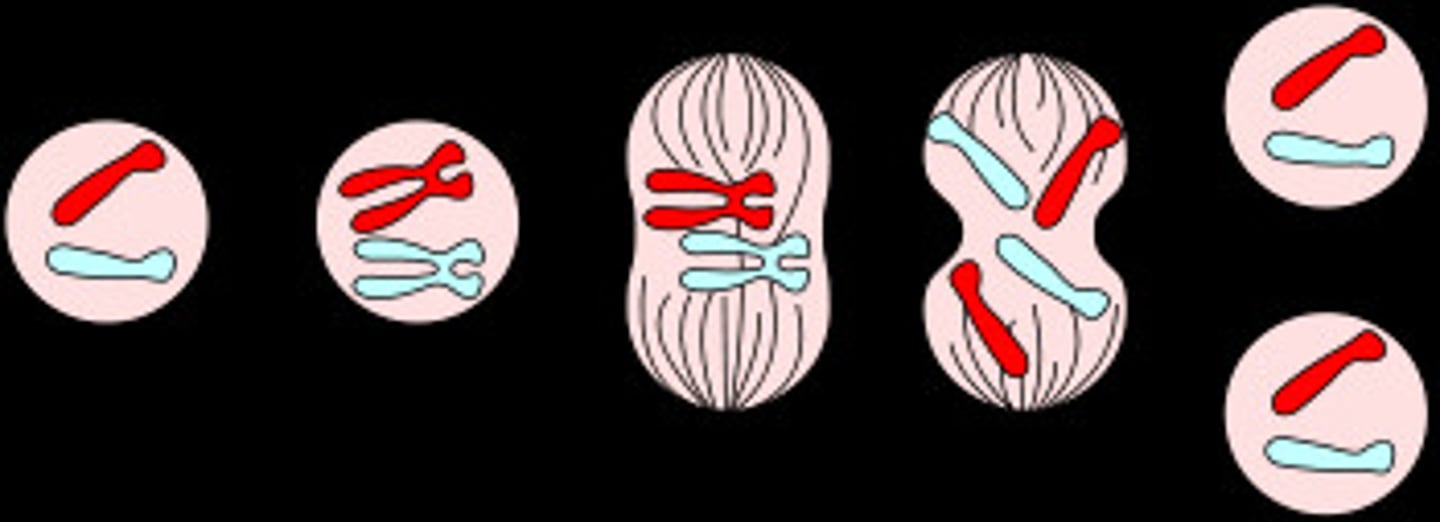 <p>A type of cell division that results in two daughter cells each having the same number and kind of chromosomes as the parent nucleus. Final product is 2 cells that are exactly like the parent cell. (PMAT)</p>