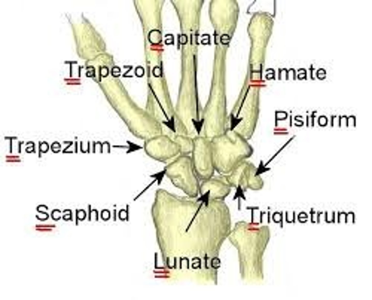 <p>REMEMBER:</p><p>So Long To Pinky, Here Comes The Thumb</p><p>NOTE: this is looking at the PALMAR surface of the LEFT HAND. Always start at the BASE of the thumb and circle around to the PINKY basally then head back to the thumb!</p>