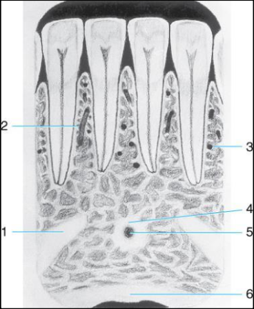 <ol><li><p>mental ridge </p></li><li><p>nutrient canal</p></li><li><p>nutrient foramen</p></li><li><p>genial tubercles </p></li><li><p>lingual foramen</p></li><li><p>inferior border of the mandible </p></li></ol><p></p>